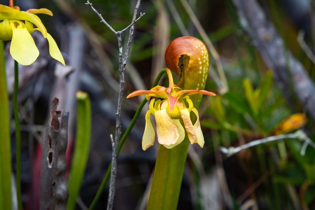 Carnivorous Trumpet Pitcher Plant at Okefenokee wildlife refuge in Georgia.