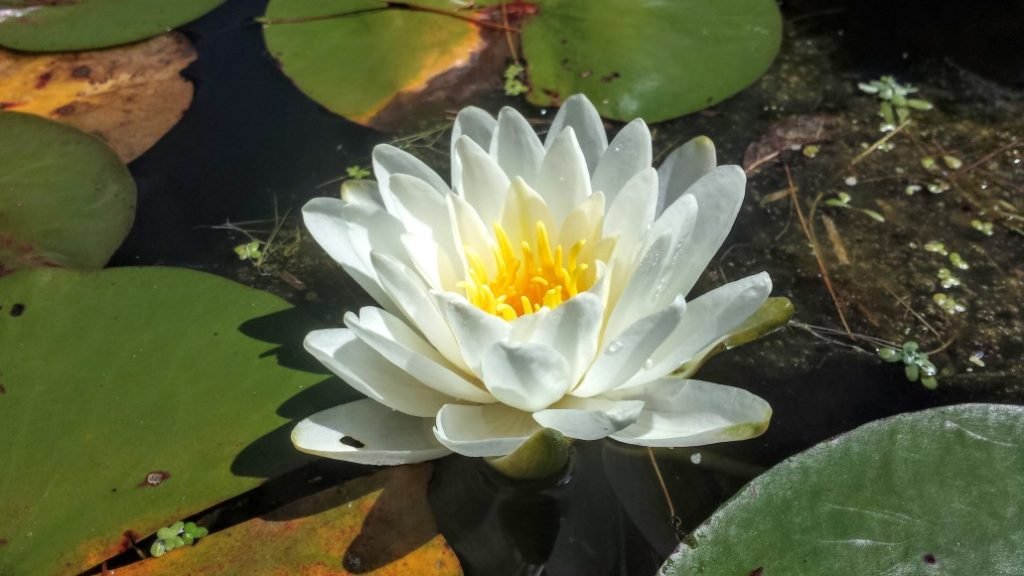 white_water_lily